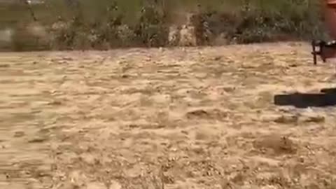 80년대, 파우치의 백신 실험으로 죽어가는 소들