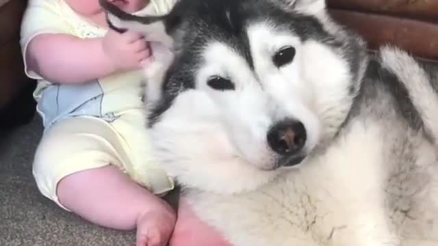 Strange and funny behavior of animals 17q