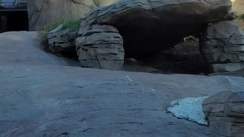 Smiling Polar Bears