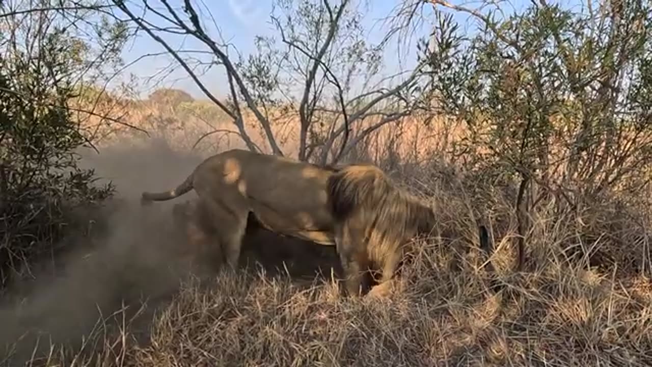 Why Are These LIONS Digging?