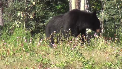 Black Bear