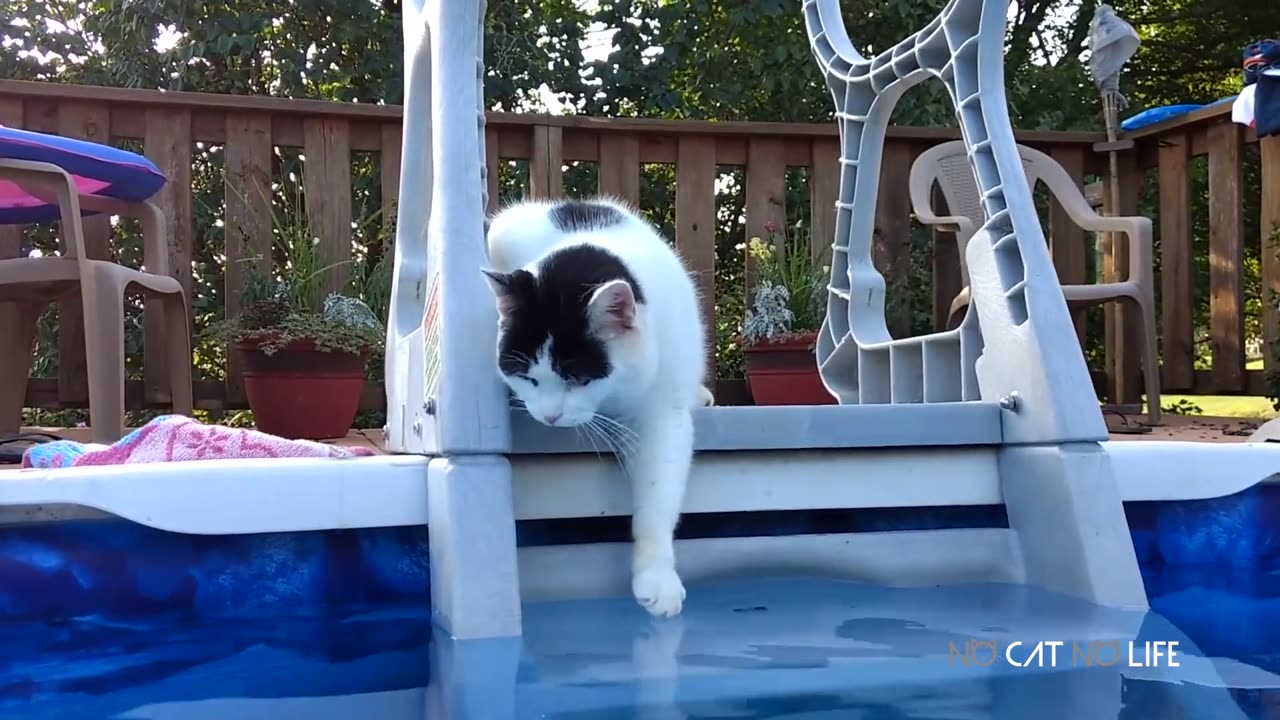 Funny Cats Compilation (Most Popular) Part 3