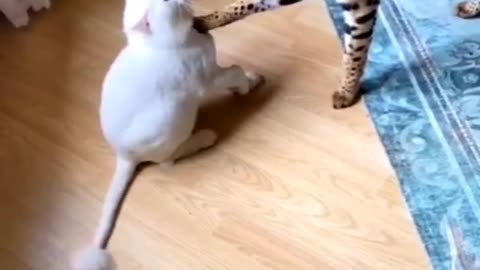 Wild Cat VS Pet Cat