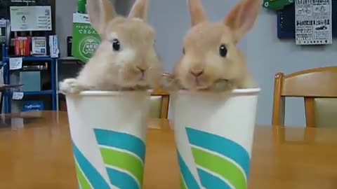 2 Bunnies