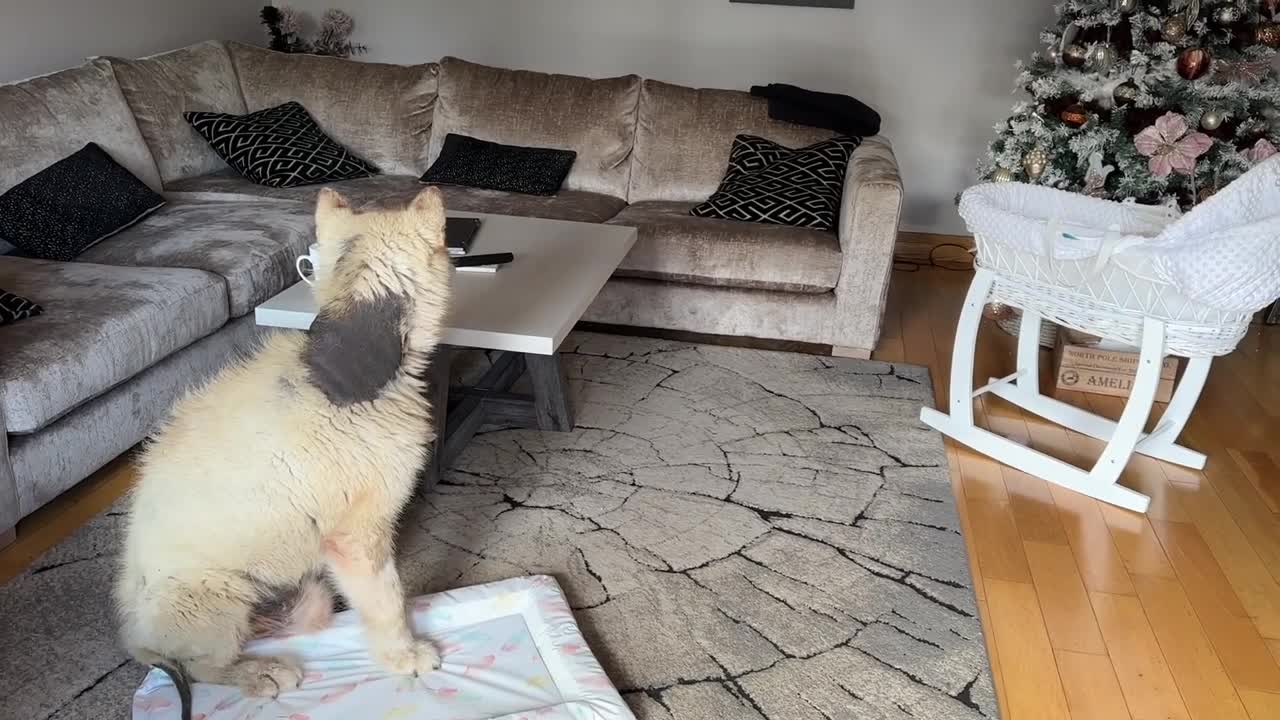 Curious Dog And Cat Bond With Newborn Baby! He Rocks Him To Sleep! (Cutest Ever!!)