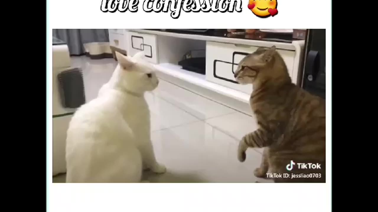 Funny Cats Compilation PART - 2 - Adorable Cats' Hilarious Moments Caught on Camera!