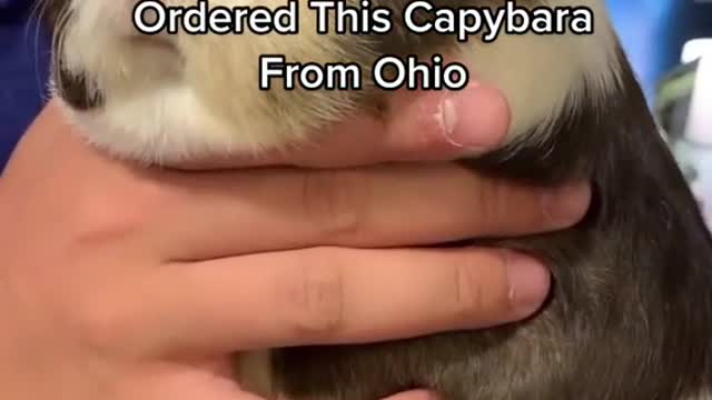 Ordered This CapybaraFrom Ohio