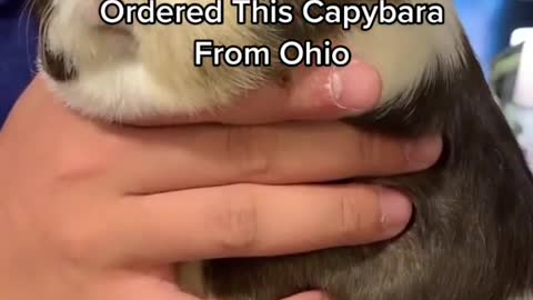 Ordered This CapybaraFrom Ohio