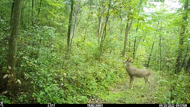 Buck 8pt Sept 2022