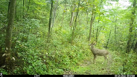 Buck 8pt Sept 2022