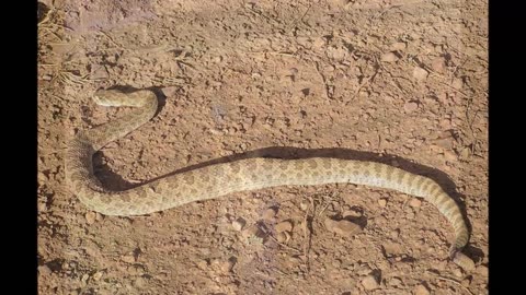 Night Hike Rattlesnake