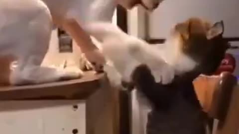 Funny cats 🤣 😎 Funny Cat Compilation 2022 #tiktok #cute #funny #cat #shorts