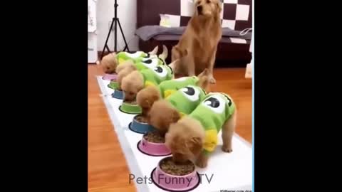 🤣 Funniest 🐶 Dogs and 😻 Cats