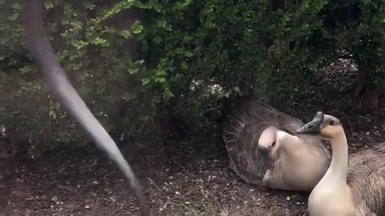 Young Hero Saves Duck Eggs from Snake Attack! 🐍