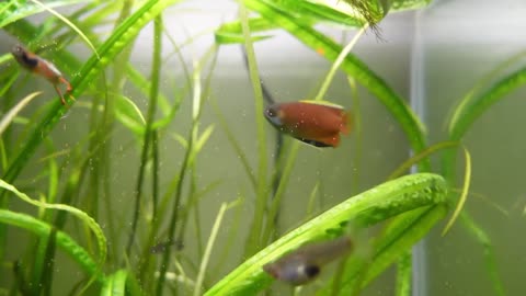 Feeding live brine shrimp to all our fish: The BEST way to feed them