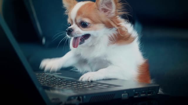 chihuahua dog playing laptop