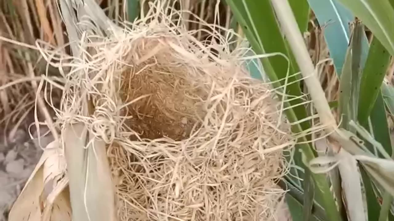 Bird's Nest