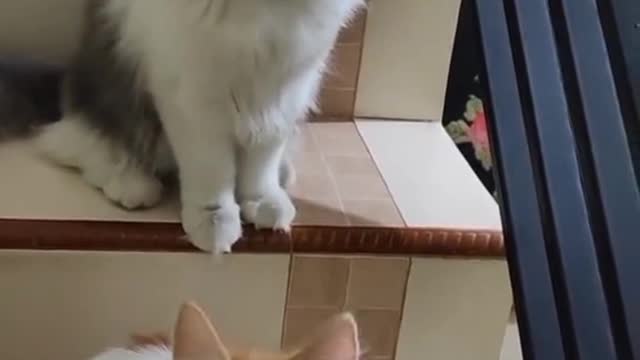 funny cat