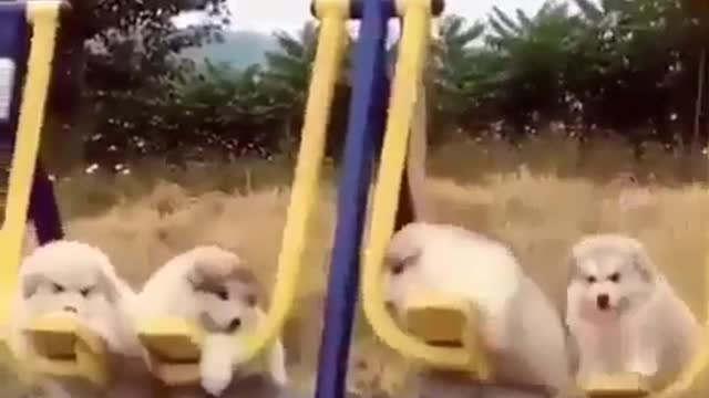 A dog playing on a swing.