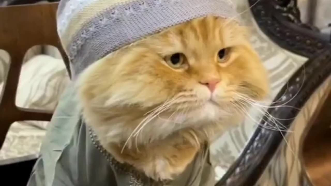 New Funny Cats and Dogs Videos | Funniest Animal Videos 2023 | FUNNY CAT VIDEO | FUNNY DOG VIDEO #70