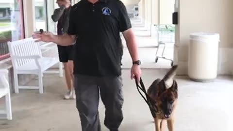 How training in dog