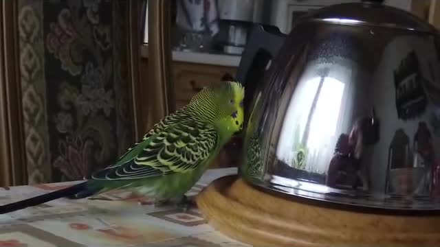 Budgie is talking to the teapot