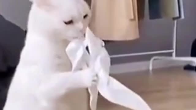 Funny Cats Try Not To Laugh | Funny Animals