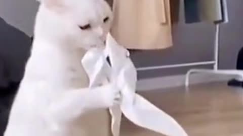 Funny Cats Try Not To Laugh | Funny Animals