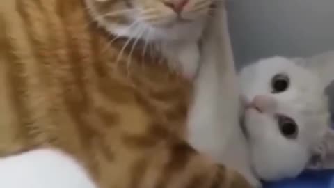 Cute CAT ! _ Funny Animal Videos