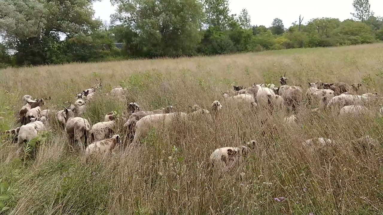 Sheep Grazing out on the old Grassroots Offsite Property