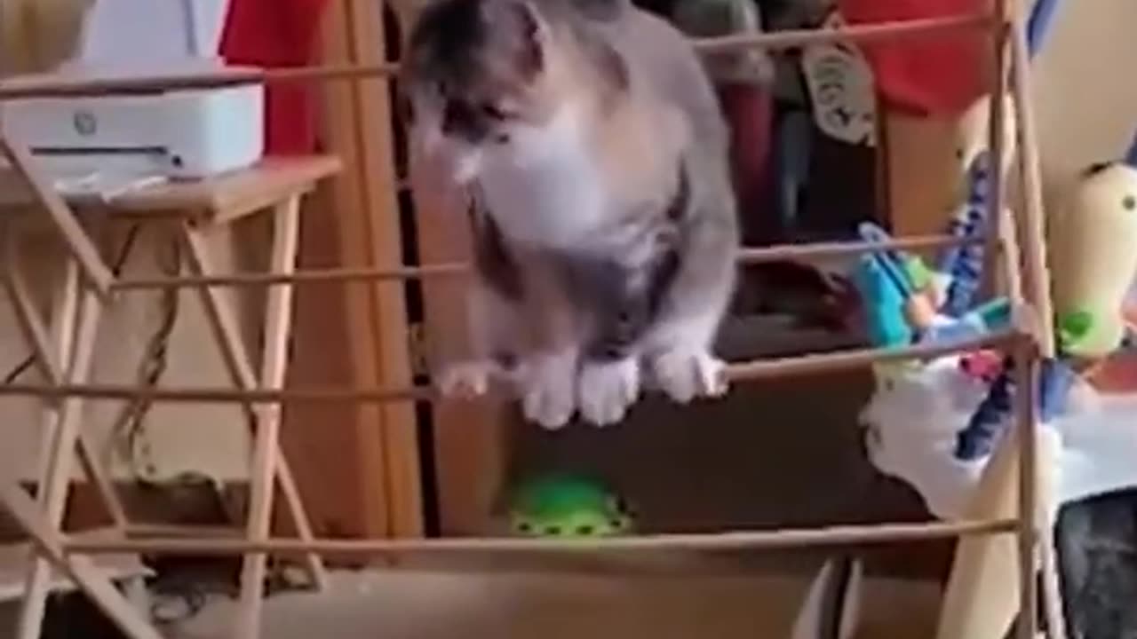 Funniest Cat And Dogs 😂 Funny Animal Videos 2023
