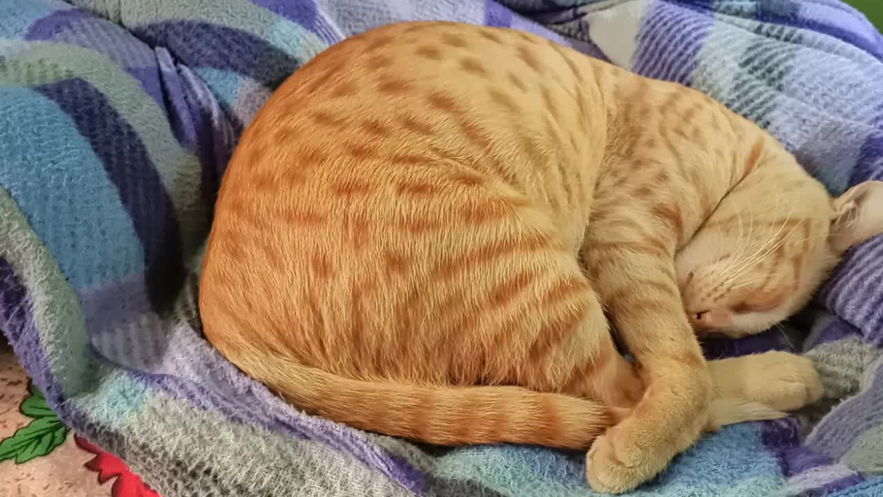 Cat is Sleeping | Sleeping Position of Cat