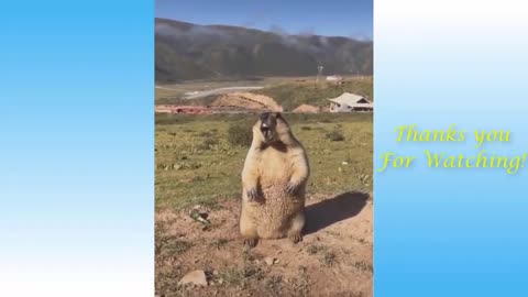 Best funny animal videos of the year 2024