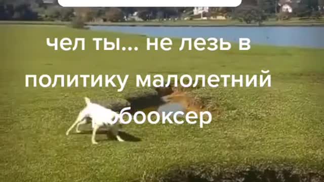 Bully the soft and fear the hard