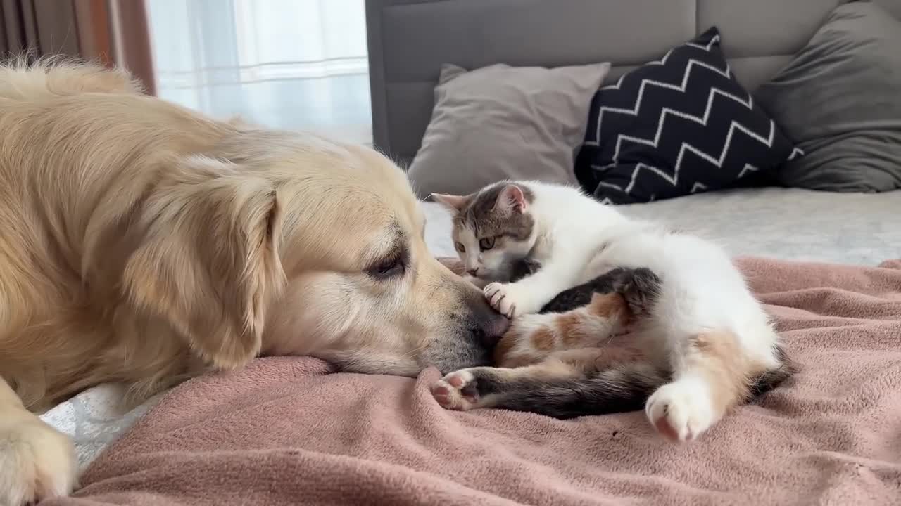 Golden Retriever Meets Mom Cat with Newborn Kittens for the First Time