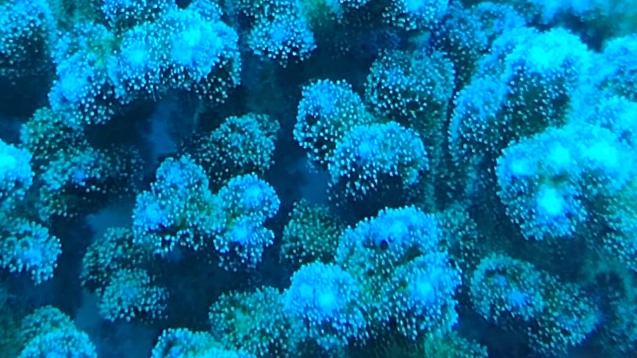 Pocillopora SPS Coral