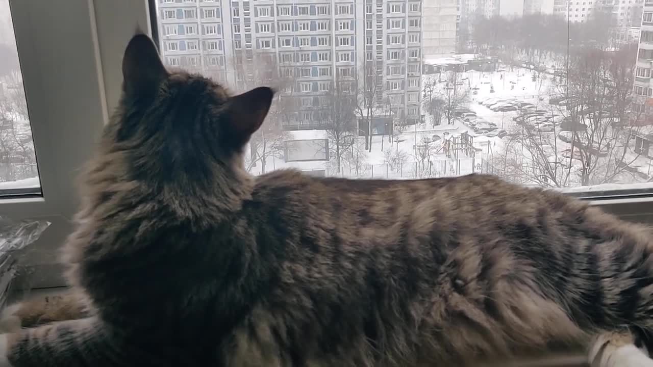 Norwegian Forest cat chirping