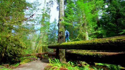 Vancouver Island in 8K - Paradise of Canada (60FPS) !