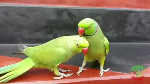 Talking of funny birds especially parrots