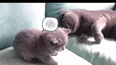 Funny cat. Funny animal video. Cute pets