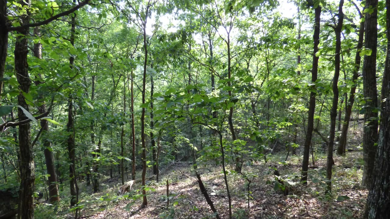Oak Mountain State Park Blue Trail Hike 3. Slideshow.