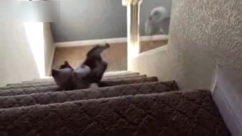 Cute Baby Animals