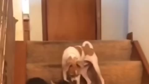 collection of jokes from tik tok