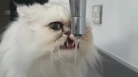 funny pet drink water