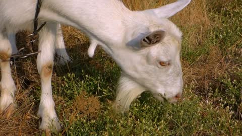 Goat is Eating - Country side life - Funny Animals