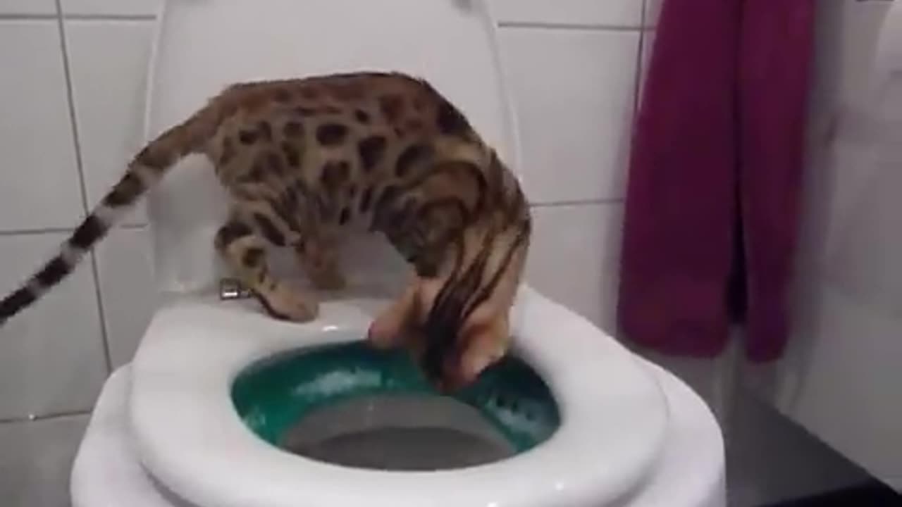 Bengal kitten using the toilet(pooping) in the litter kwitter - green stage