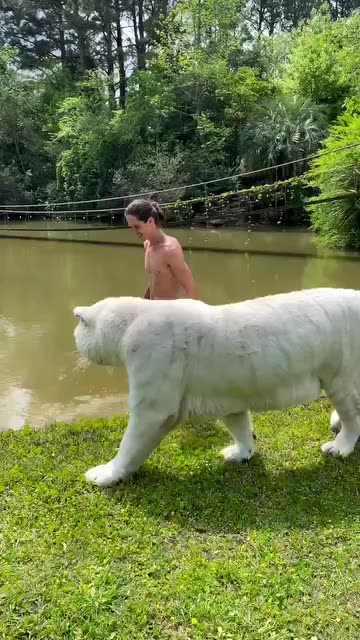 Having a whiter tiger as a pet is awesome