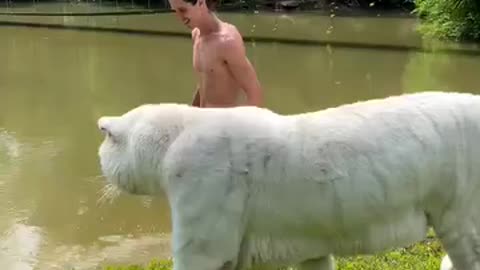 Having a whiter tiger as a pet is awesome