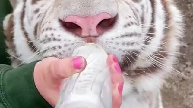 white tiger cub being fed