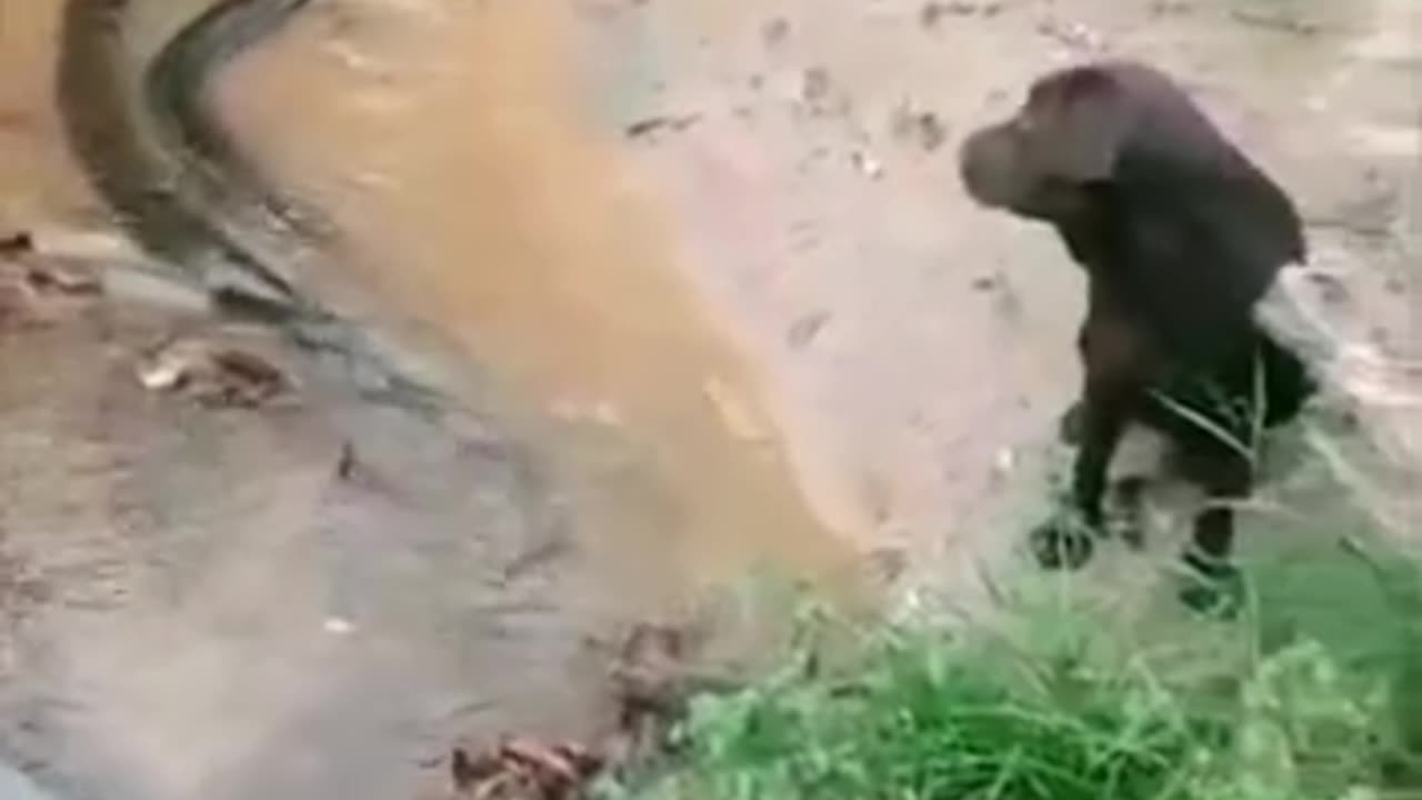 A BIG SNAKE TRIED TO ATTACK A DOG